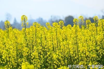 漫经典的句子