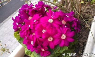 关于勿忘念念的优美句子