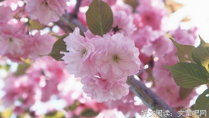 最经典的青色羽翼的名句
