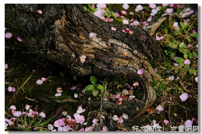 最全的《天涯论坛--梅花易数详解》经典语录