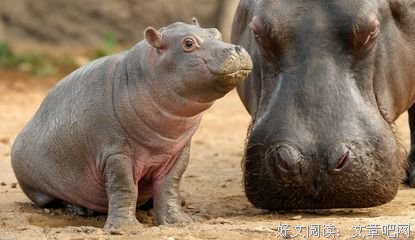 《发那物种官赐福》经典名句大全