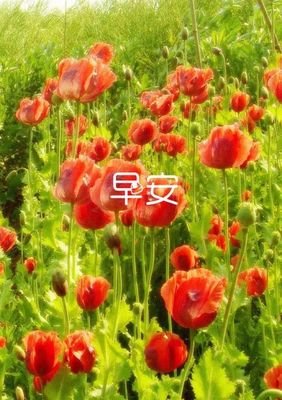 短句集的优美句子