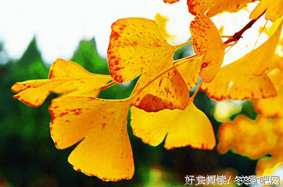 布爱写的句子