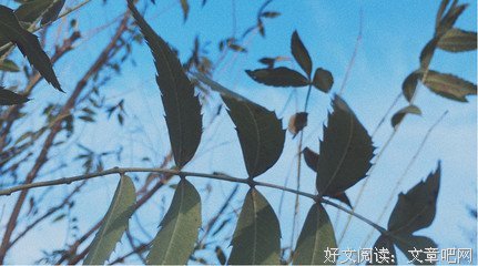 《你好像一只刺猬，可我好想抱抱你》经典句子