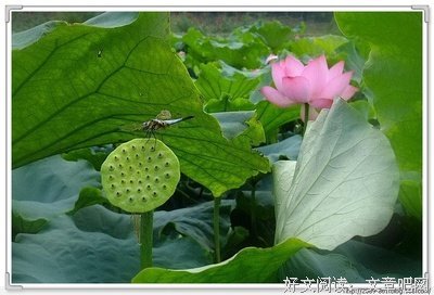 梦经典名句