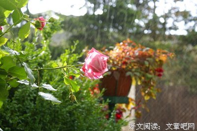 关于竹朱清雨，天学见雨中花的句子