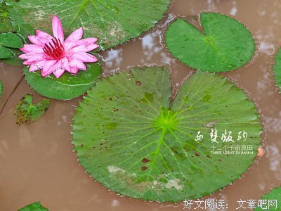 妖的名言