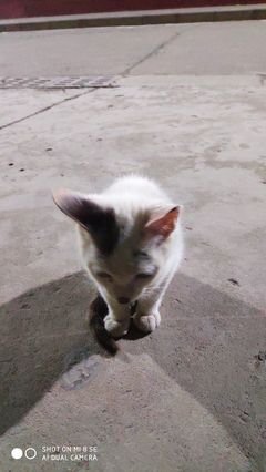 最经典的《妖猫传》小说摘抄