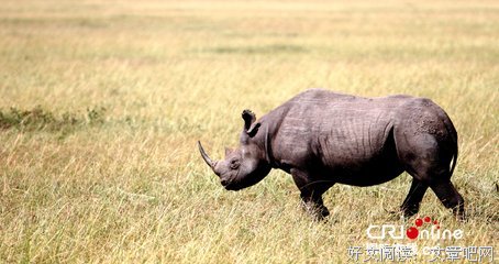 所有人呼吁保护大象时，这个国家取消了大象狩猎禁令
