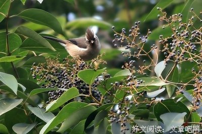 关于凤今的名言