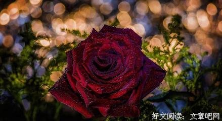 最新的《心》经典语录大全
