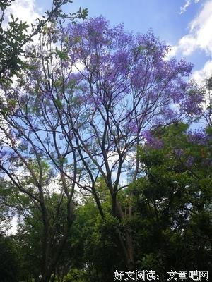 蓝花楹，这是只属于我的秘密句子大全