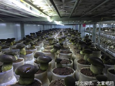 关于云林的名言