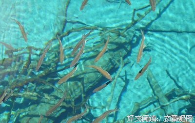 关于七度鱼名言