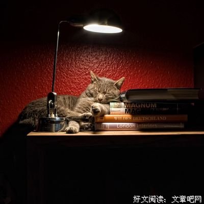 最经典的《我是猫》名句欣赏大全