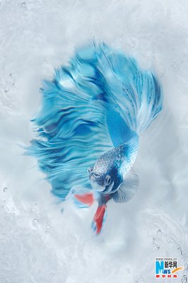 最新的《水魅莲》小说书摘