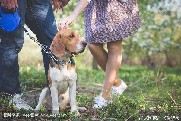如何饲养一只可爱的年轻人？