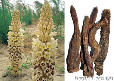 关于杜茯苓的名言