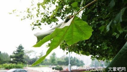 孤独患者名句欣赏