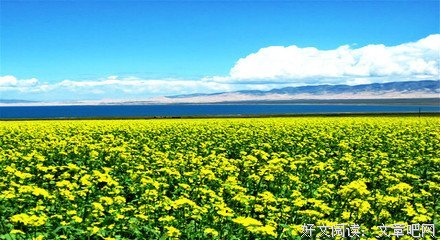 最经典的《我已老去》经典的句子大全