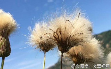 百毒的名句_关于百毒的名句