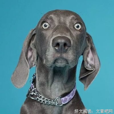 最经典的锅底菜经典语录