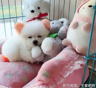 最新的《爆萌宠妃》小说书摘