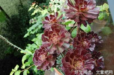 《第一法师》名句欣赏