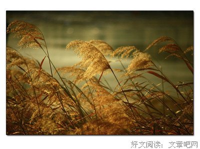 龙应台名言警句