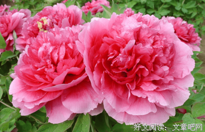 《最后开的花》名句欣赏