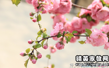 关于白的优美句子