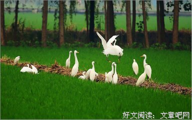 关于白鹭成双的名言名句