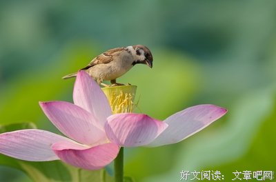 小麻的句子