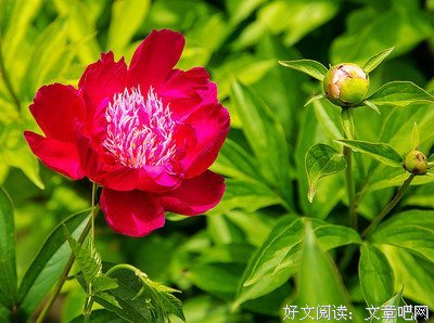老四的句子
