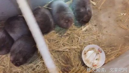 夏伤的名句_关于夏伤的名句