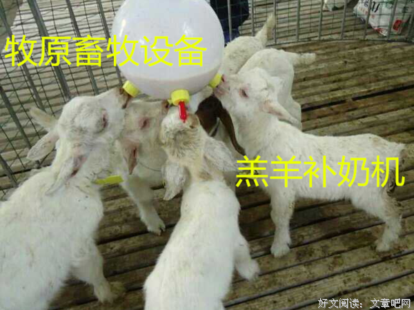 “我叫招媳，30岁，还在喝我妈的哺乳奶”