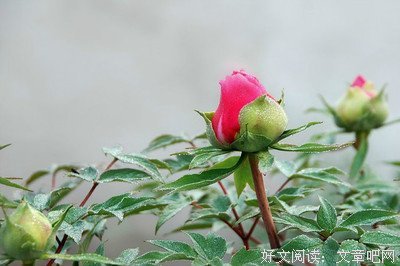 最全的陀思妥耶夫斯基经典名句