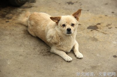 樱子的句子