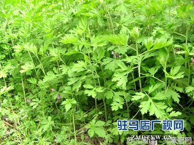 端午佳节青艾地，片片艾叶送安康！