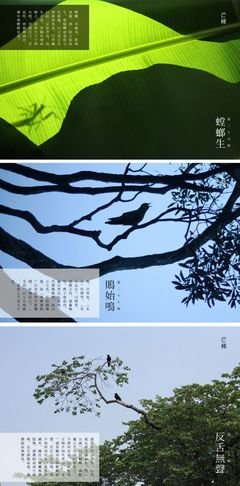 物候 · 顺时 | 芒种“忙种” 欣喜收获 再次耕耘 ——“青蛙漫画