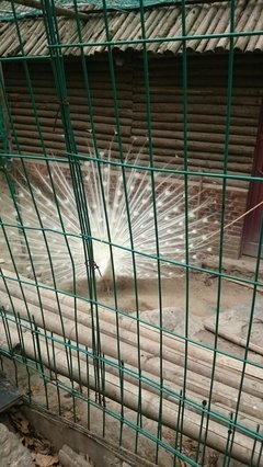 曹含清座右铭