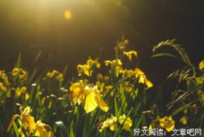 最新的《我不喜欢这世界，我只喜欢你》经典语句大全