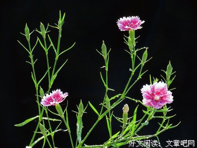 关于石竹的名句摘抄