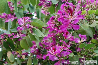 繁枝句子大全