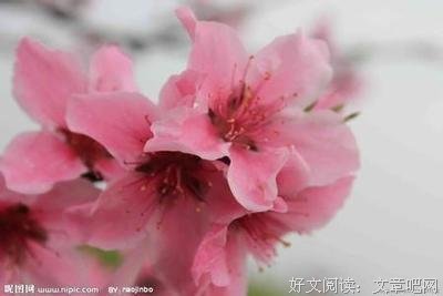 最全的《食人魔的美食盒》经典句子
