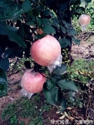 《永国走成长的苹果树》经典语句