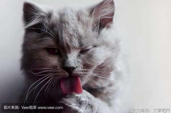 “小猫小鼠还知道洗脸理顺毛哩”