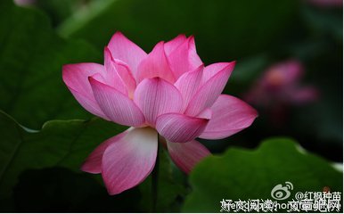 妖的名言