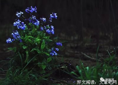 老喇微语集锦（第十四期）