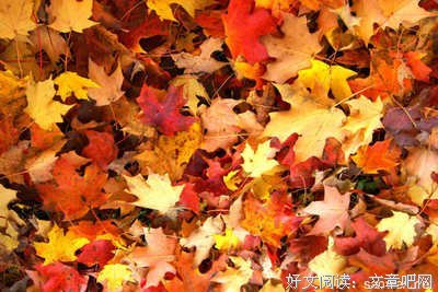 最经典的《穿越网潘来心音飘零》语录摘抄